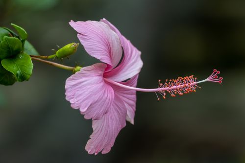 Free Macro shot of a pink hibiscus flower in full bloom in Sekinchan, Malaysia. Stock Photo
