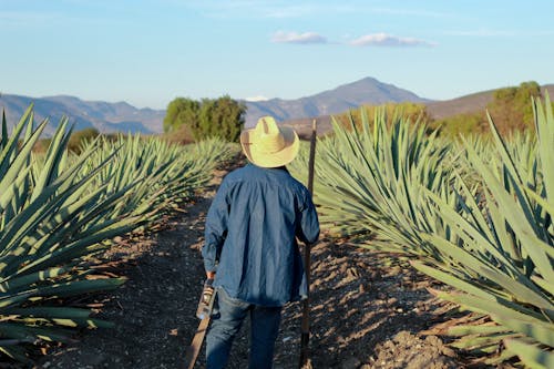 Foto profissional grátis de agave tequilana, agricultura, campo agrícola