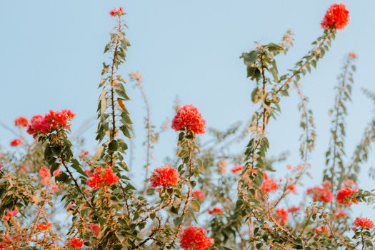 Red bougainvillea flowers blooming against a clear blue sky in Canoa Quebrada, Brazil.