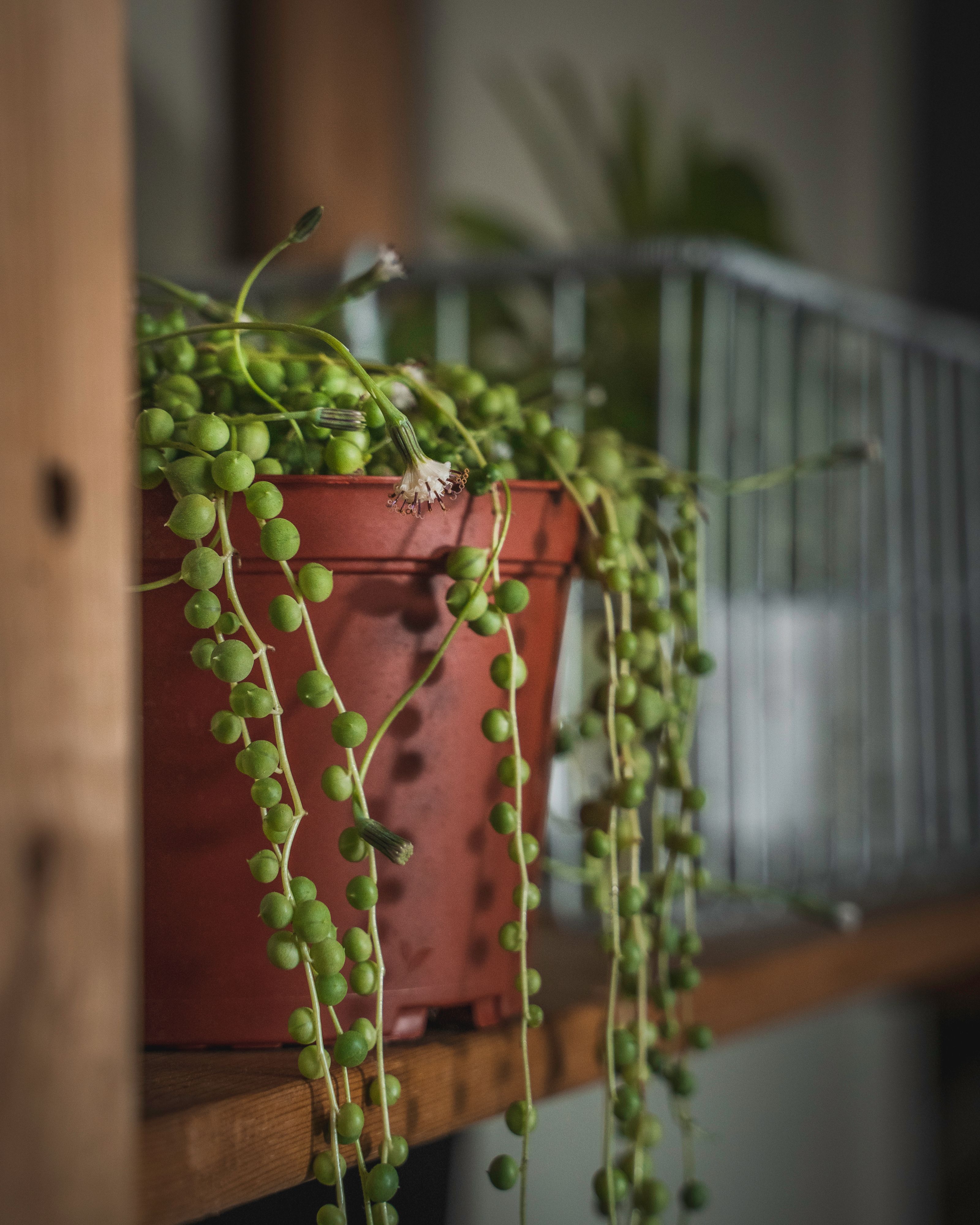 Trailing indoor plant close up