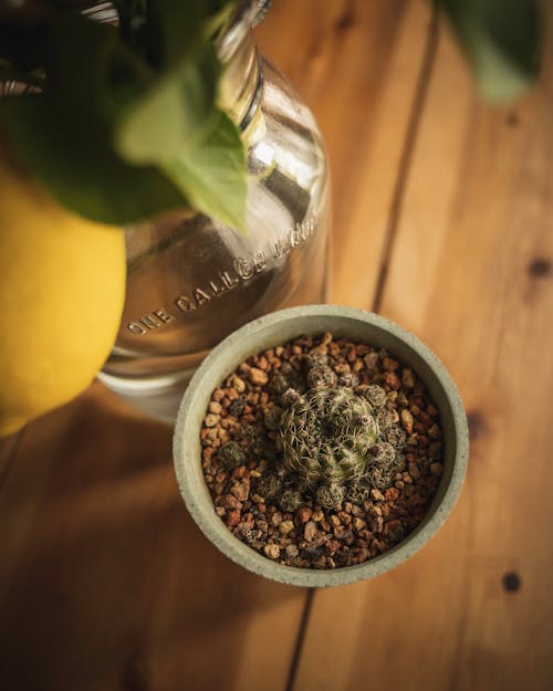 Cactus Plant on a Pot