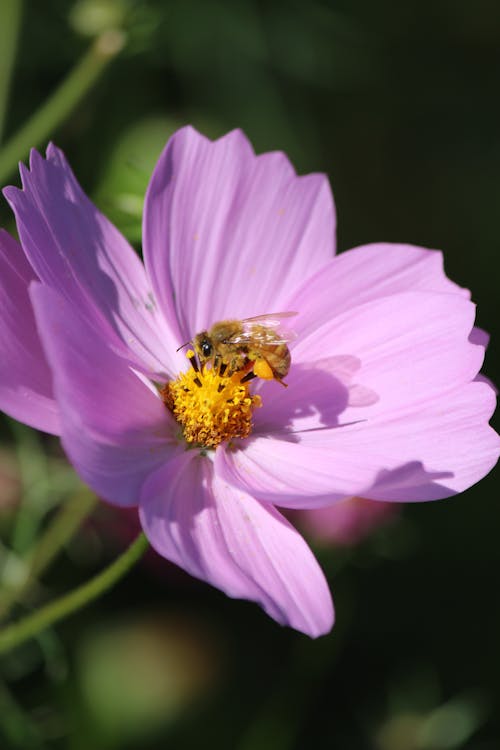 Honey Bee Perching on a Purple Garden Cosmos Flower 