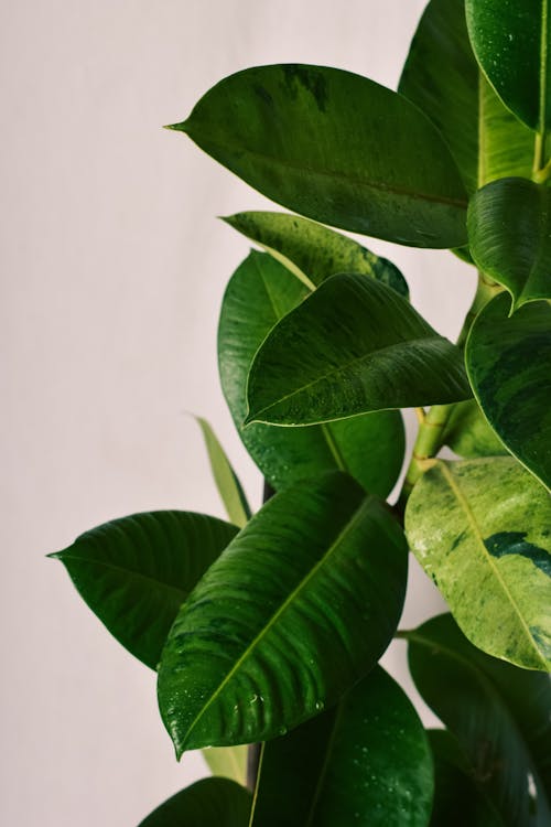 Close-Up Shot of Green Leaves on White Background