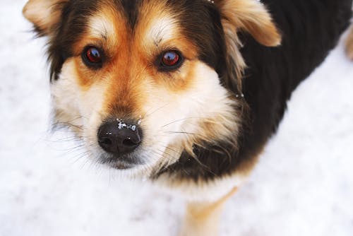 Free Selective Focus Photo of Black and Tan Dog over Snow Ground Stock Photo