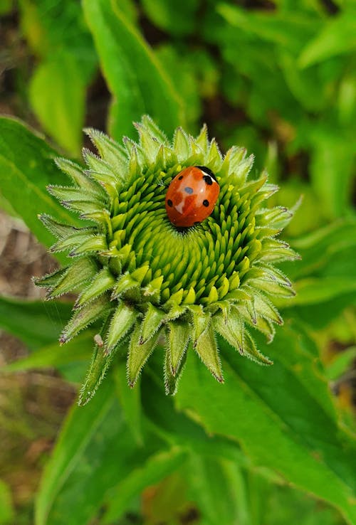 Ladybug on Green Echinacea
