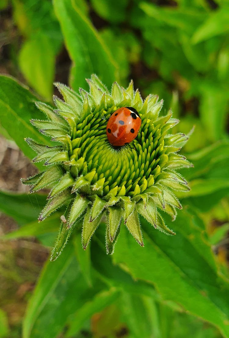 Ladybird On Echinacea