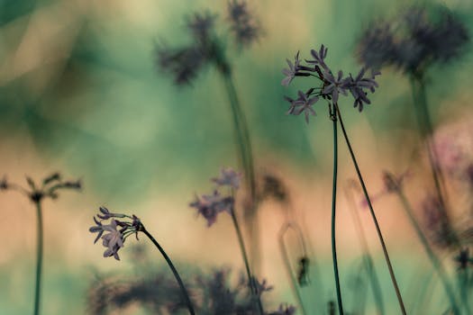 Delicate wildflowers captured in a dreamy, artistic style in Santa Cristina, Spain.