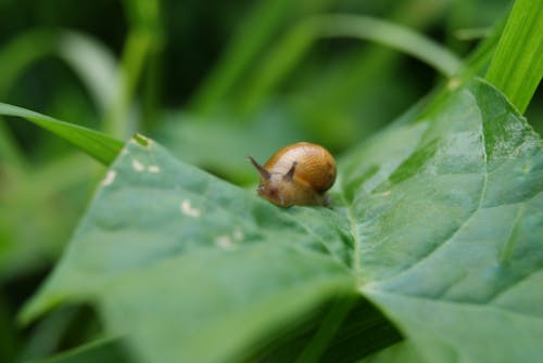무료 식물 잎에 갈색 달팽이의 선택적 초점 사진 스톡 사진