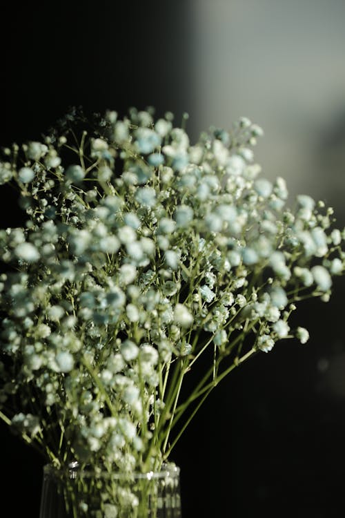 Closeup of Dry White Flower Bouquet