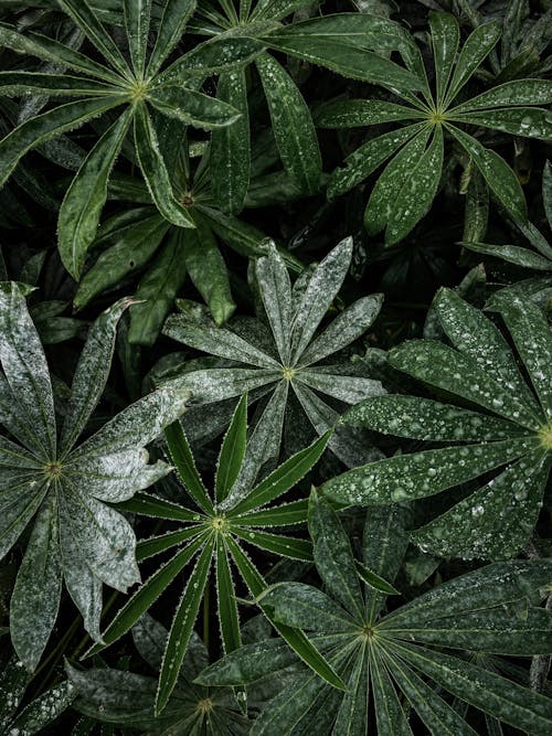 Fotos de stock gratuitas de después de la lluvia, exuberante, fotografía de plantas