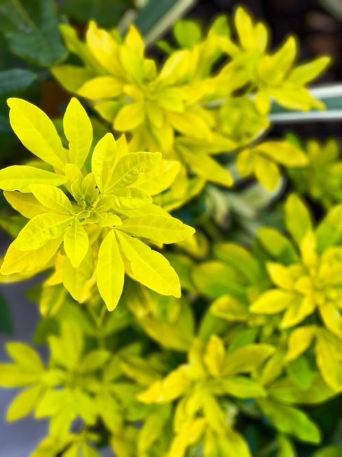 Free A close-up of the vibrant yellow leaves of a Mexican Orange Blossom in a spring garden, showcasing plant photography. Stock Photo