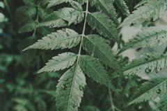 Close-up of neem leaves with dew, capturing the lush green essence on a rainy day.