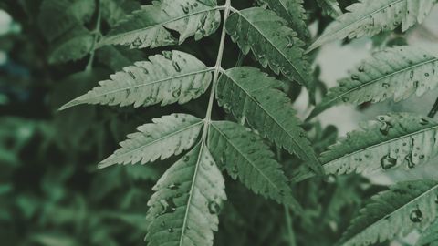 Close-up of neem leaves with dew, capturing the lush green essence on a rainy day.