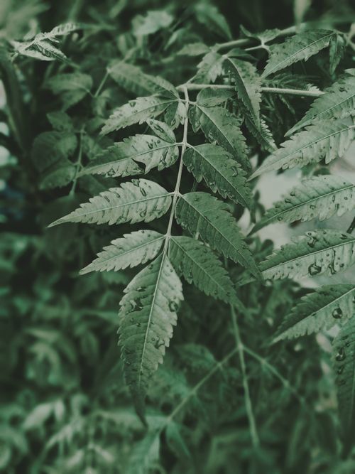 Free Close-up of neem leaves with dew, capturing the lush green essence on a rainy day. Stock Photo
