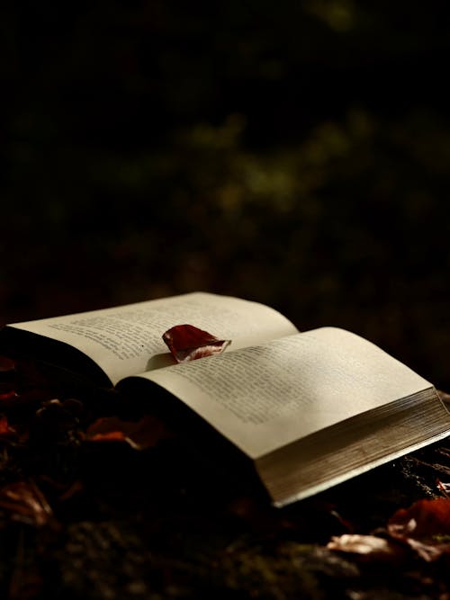 Dark Photo of an Open Book, and Autumn Leaves