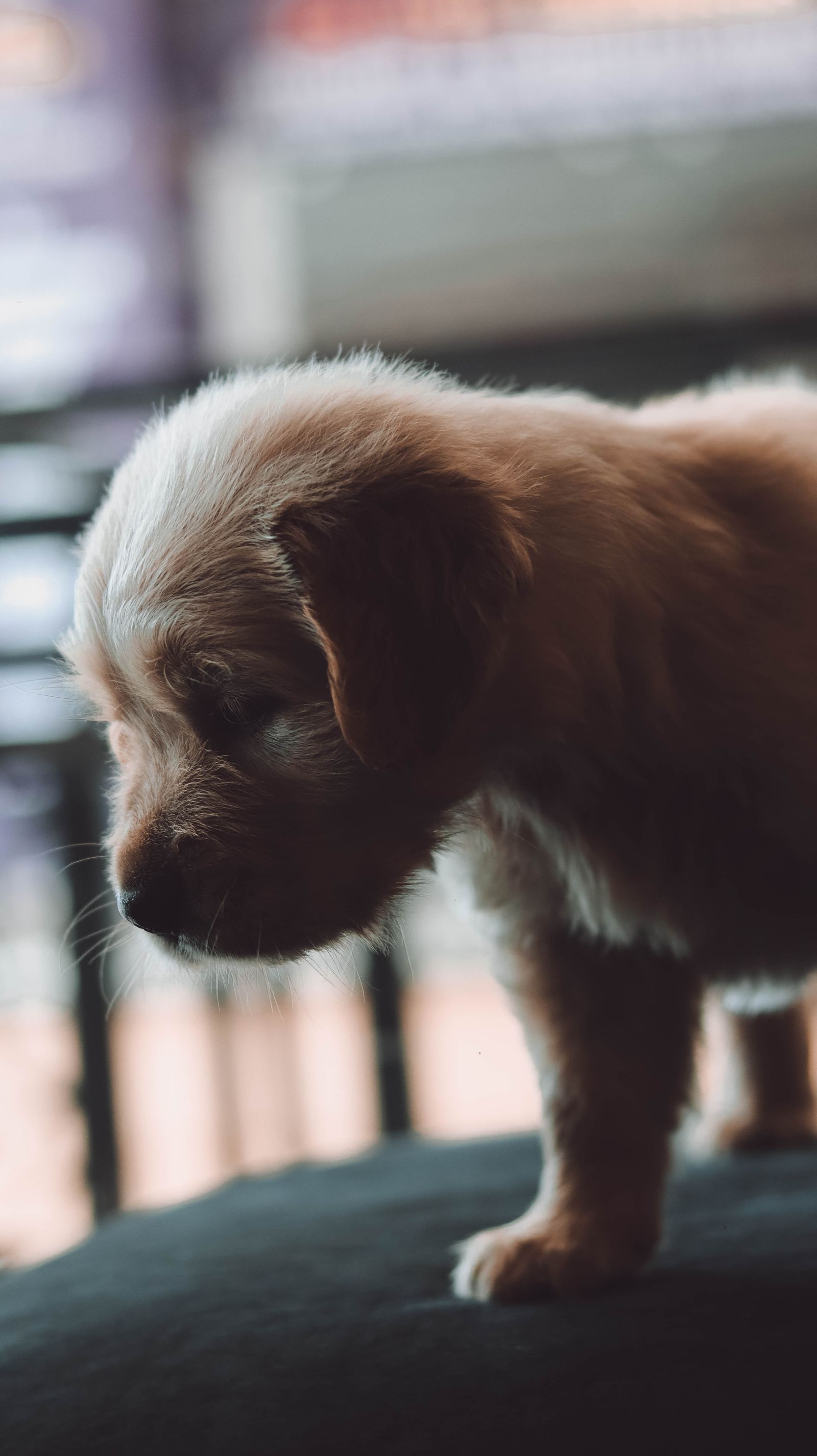 室内で撮影されたゴールデン・レトリーバーの子犬