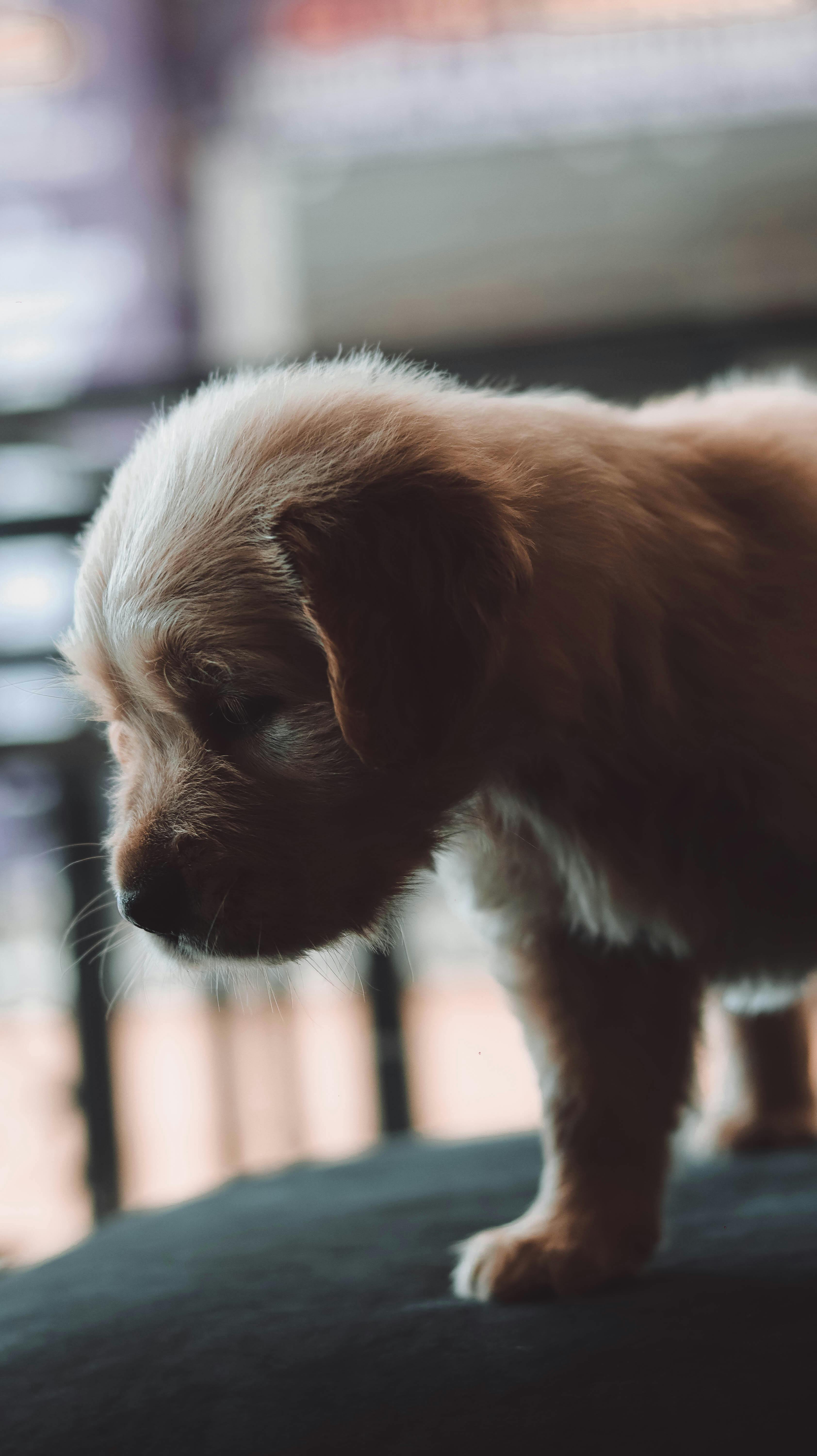 cute baby golden retriever wallpaper