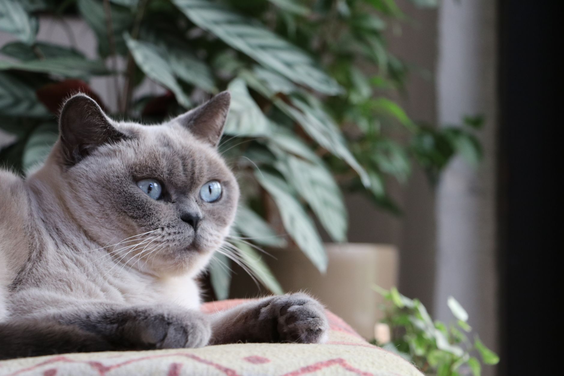 Close-up of a British Shorthair cat with blue eyes lounging indoors surrounded by houseplants.