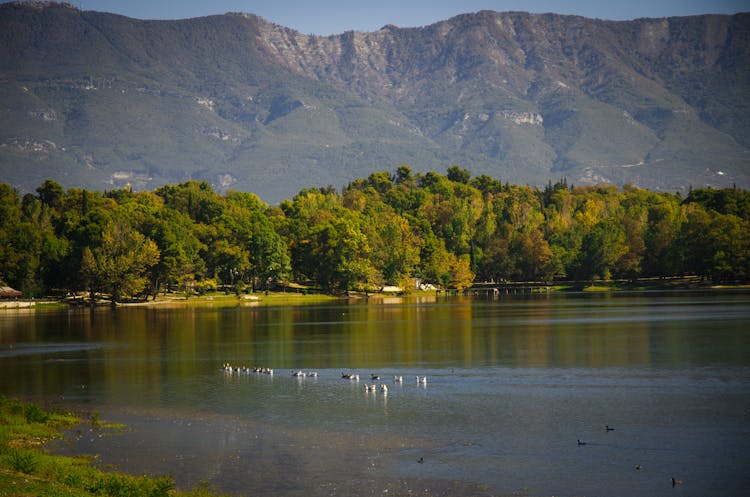 Waterfowls Floating On A Lake 