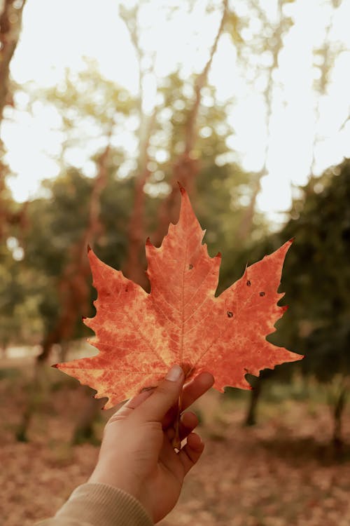 Free A Person Holding a Maple Leaf Stock Photo