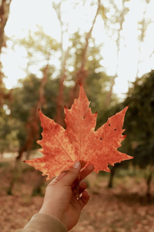 A Person Holding a Maple Leaf