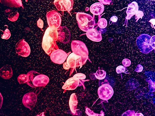 Colorful Jellyfish Underwater