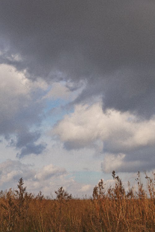 Fotobanka s bezplatnými fotkami na tému hnedá tráva, obloha pokrytá oblakmi, trávnaté pole