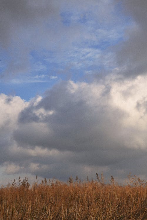 Fotobanka s bezplatnými fotkami na tému hnedá tráva, obloha pokrytá oblakmi, trávnaté pole