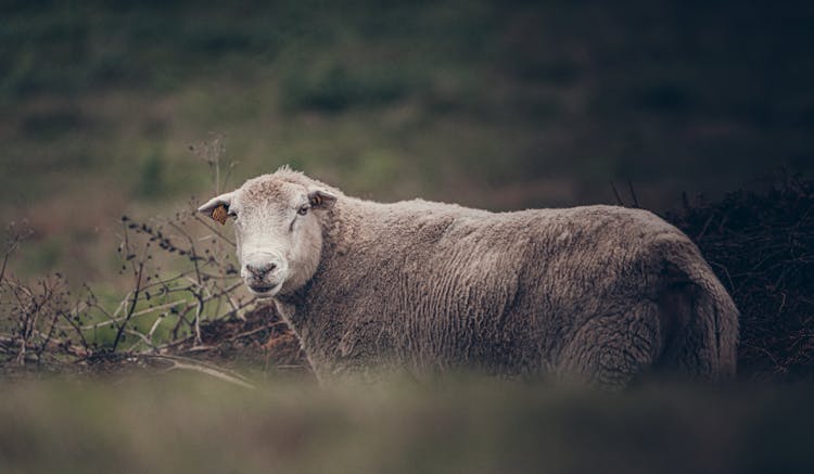 Photo Of A Sheep