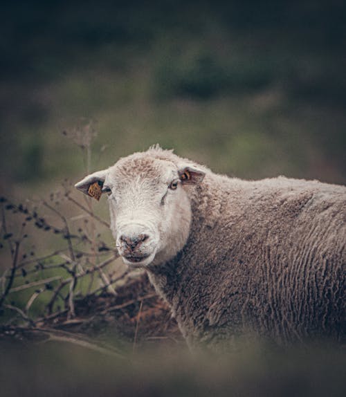 Darmowe zdjęcie z galerii z owca, portret zwierzęcia, roślinożerca
