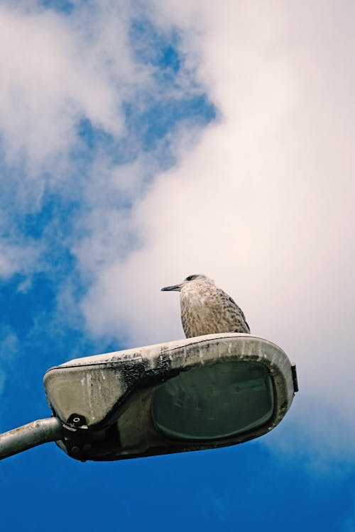 European Herring Gull Perching on the Street Light 