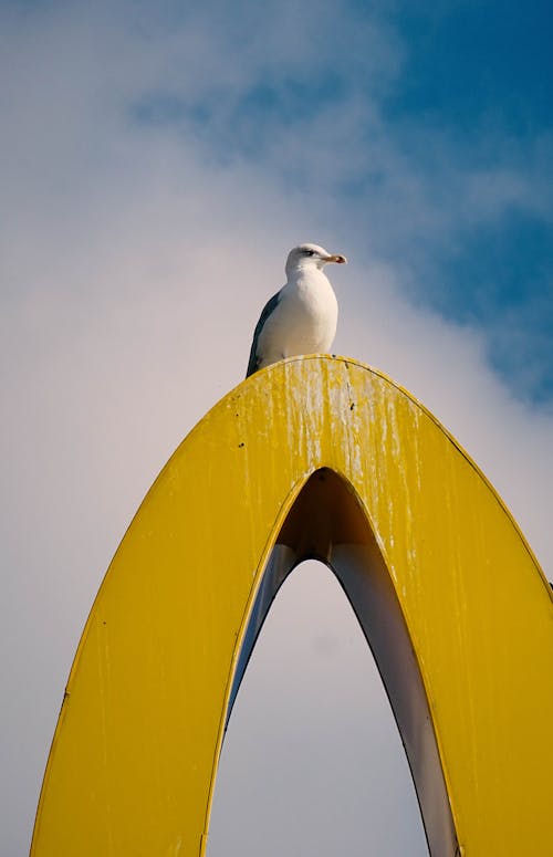 A Seagull on a Yellow Arch