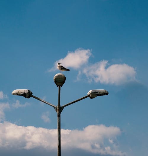 A Bird Perching on Street Lights Under the Blue Sky