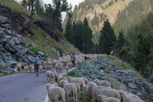 A shepherd leads a flock of sheep through a mountainous road surrounded by lush trees and rocky terrain.