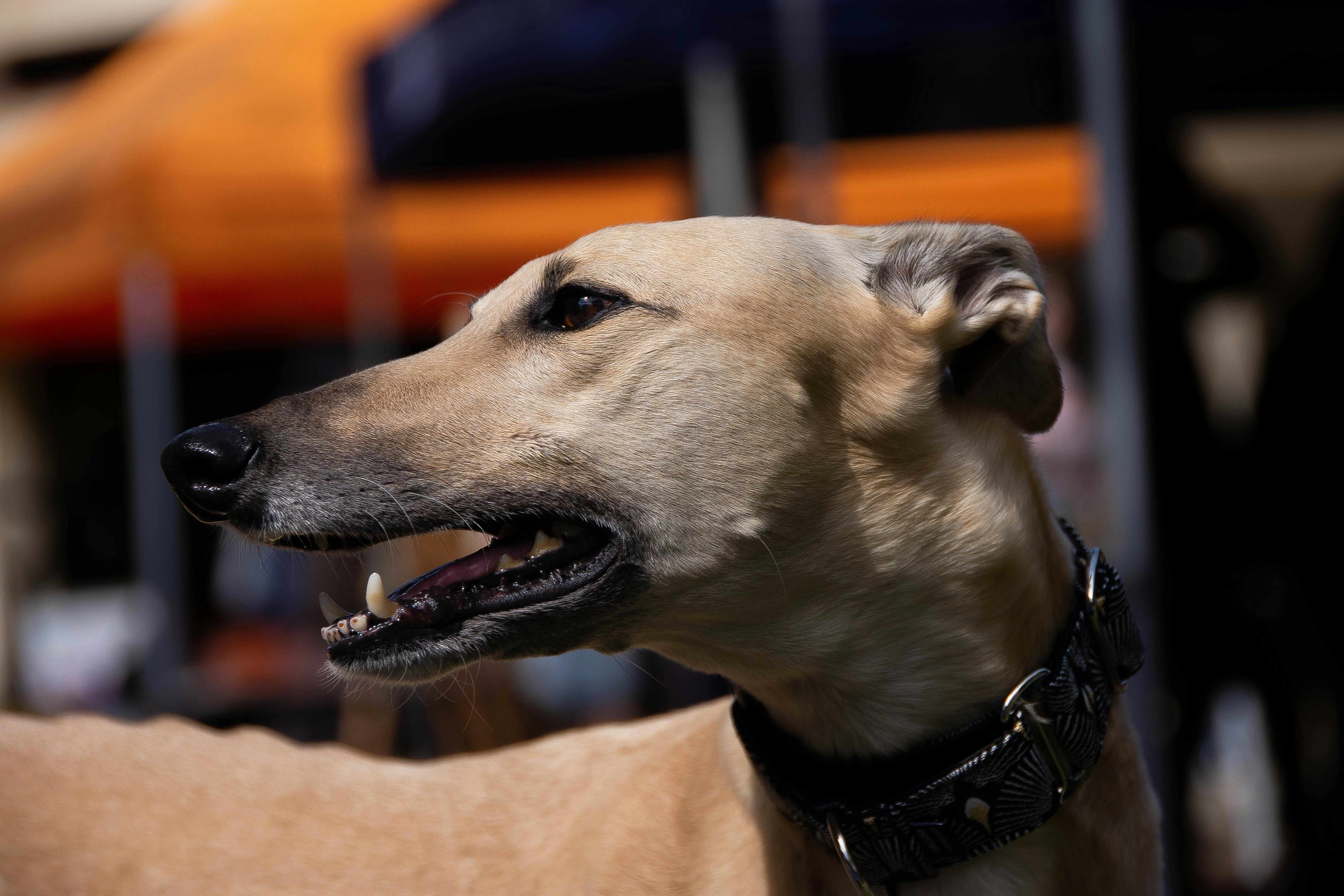 greyhound dog wearing collar in close up photography