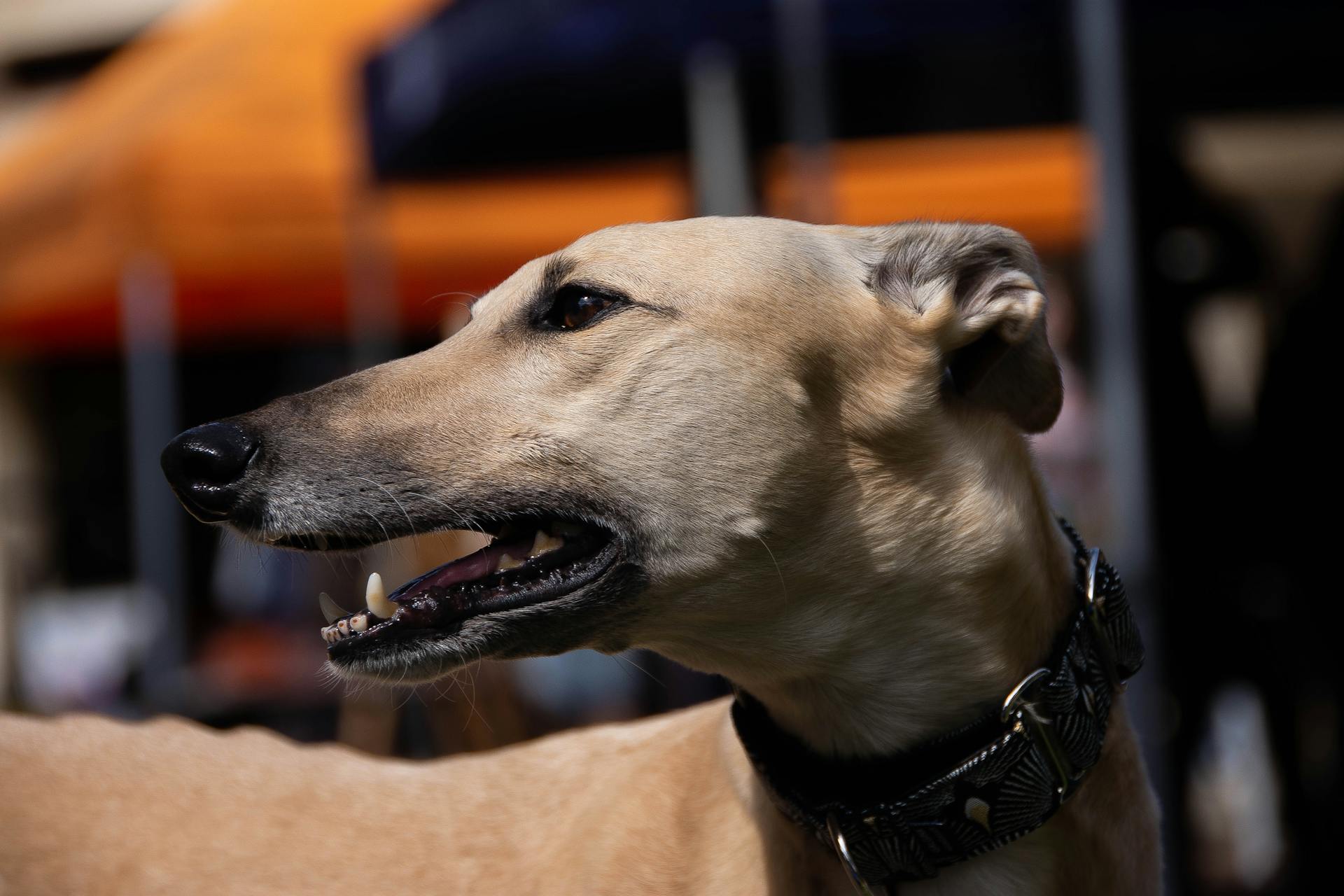 Een windhond met een halsband op een close-upfoto