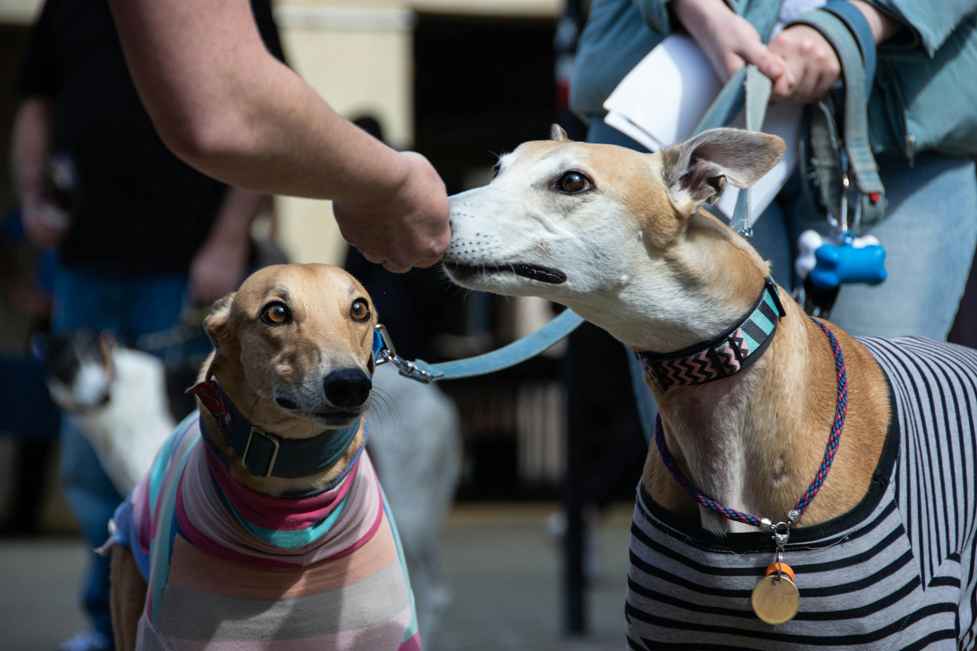 Two Dogs in a City