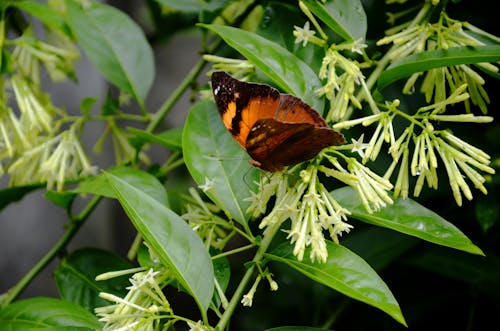 Golden brown butterfly is enjoying honey from the night jasmine flowers