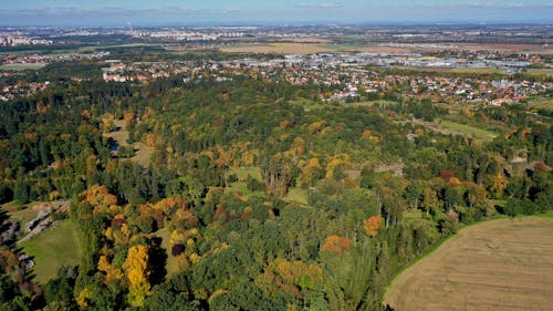 A Wide Land Covered with Green and Yellow Trees 