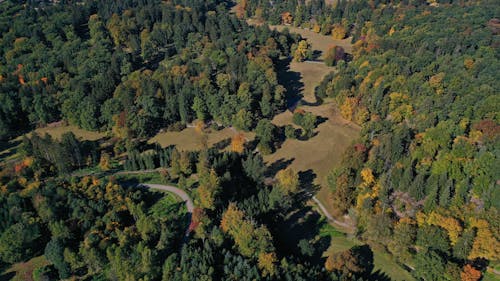 Aerial Shot of Grass Field Surrounded by Tall Trees 