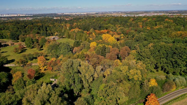 Stunning aerial view of a forest with vibrant autumn foliage, showcasing nature's beauty from above.