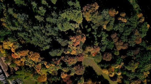 Darmowe zdjęcie z galerii z drzewa, fotografia lotnicza, las