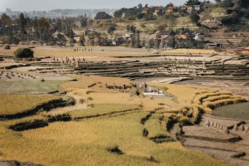 Aerial Photography of Brown Paddy Field