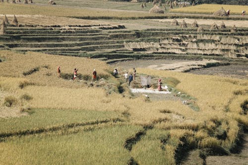 下田, 乾草, 农民 的 免费素材图片