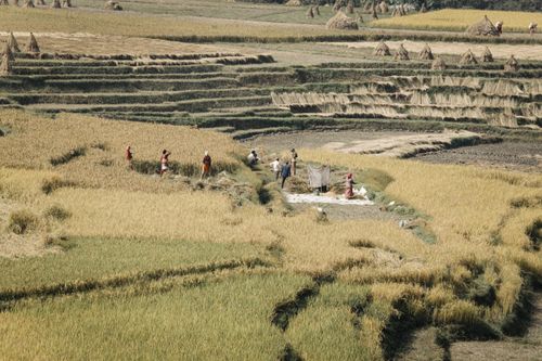 Free Aerial view of farmers working in lush rice terraces during harvest. Stock Photo