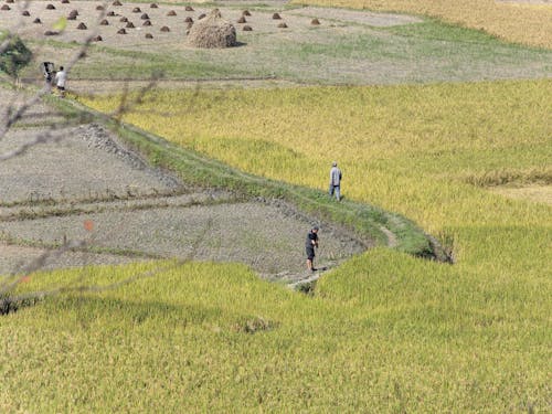 People Walking on Green Farm Field