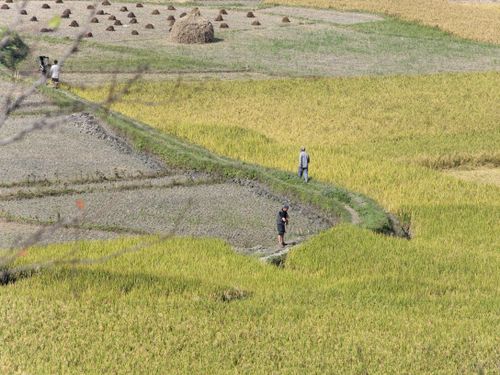 Free Aerial view of people walking across lush green agricultural fields during daytime. Stock Photo