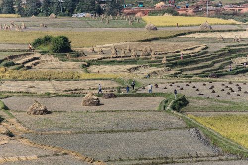 Free A picturesque landscape showcasing farmers working in terraced rice fields during harvest season. Stock Photo