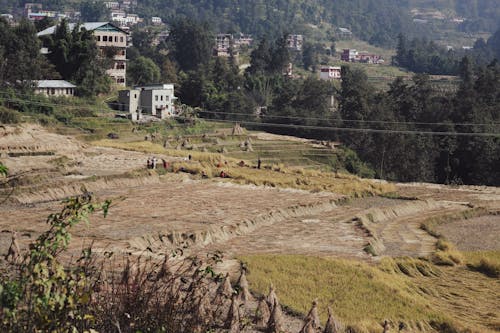 Field during Harvest in Summer