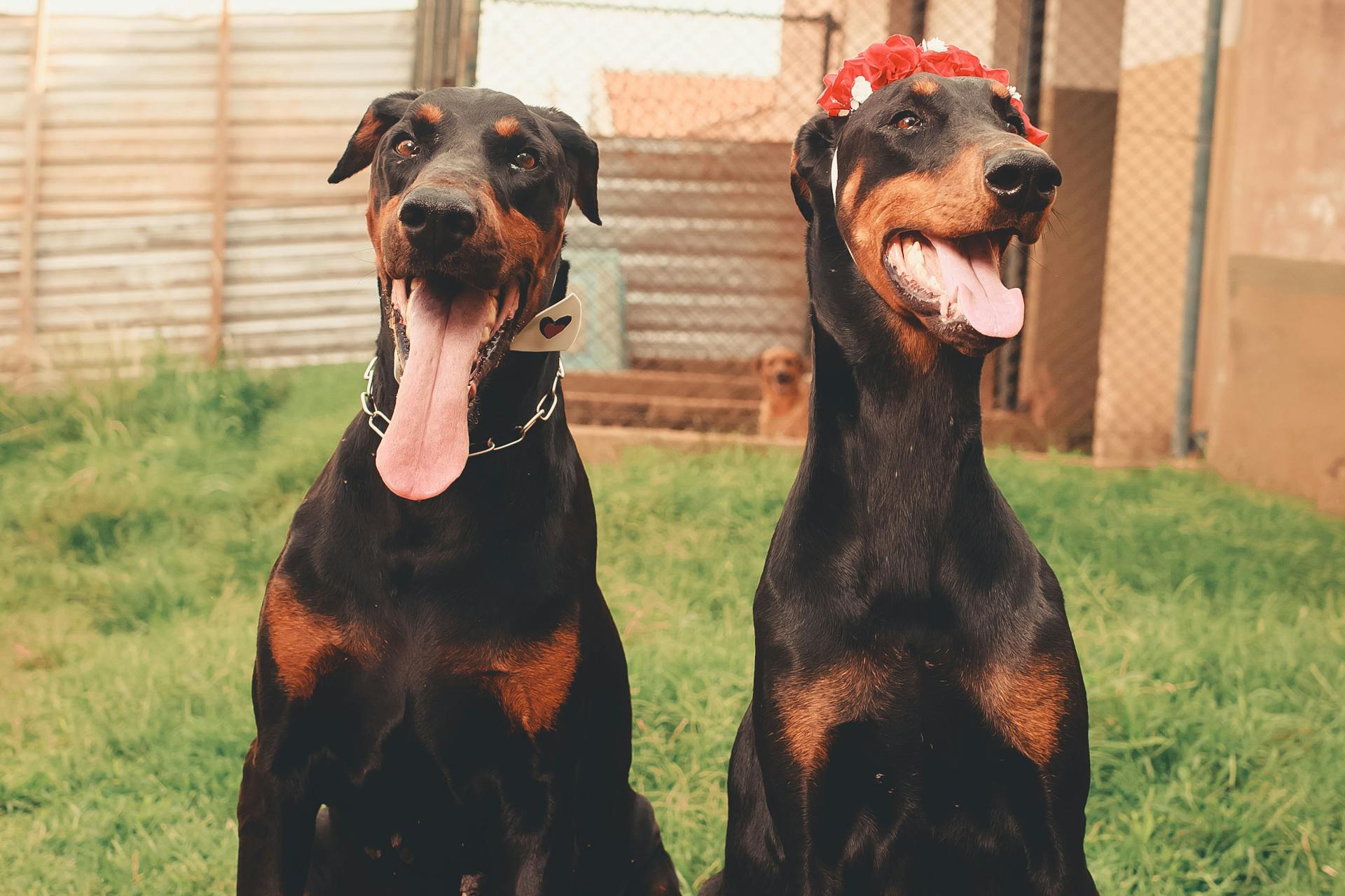 Close-Up Shot of Two Dobermann Dogs Sitting on the Grass